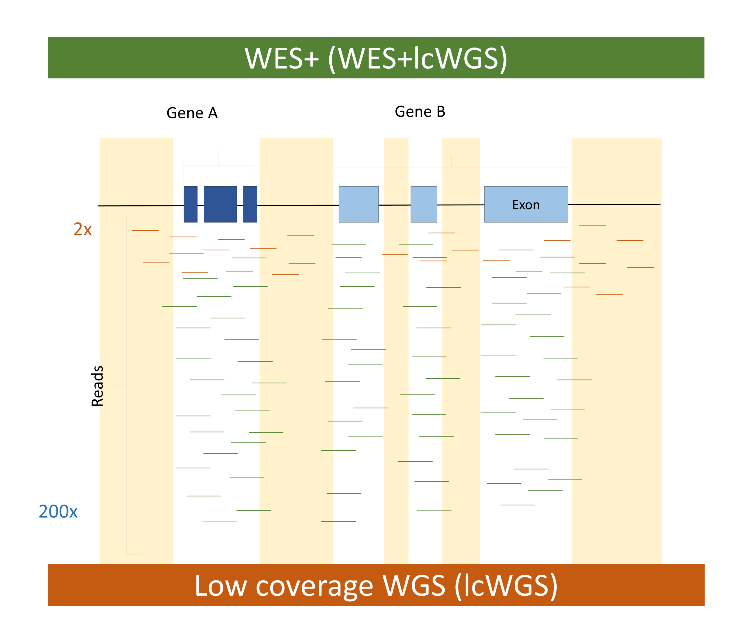 WES + lcWGS